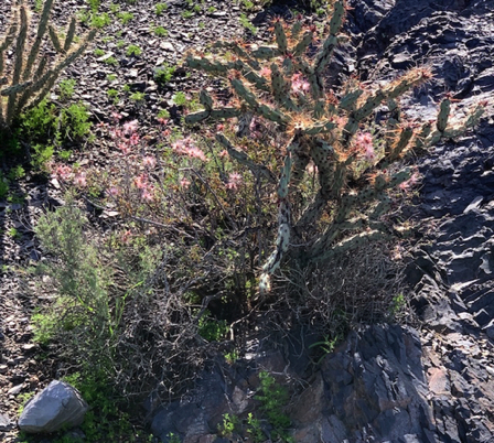 Mar 14 - A Pink Fair Duster. Native. So nice to see these blooming in the local landscape.